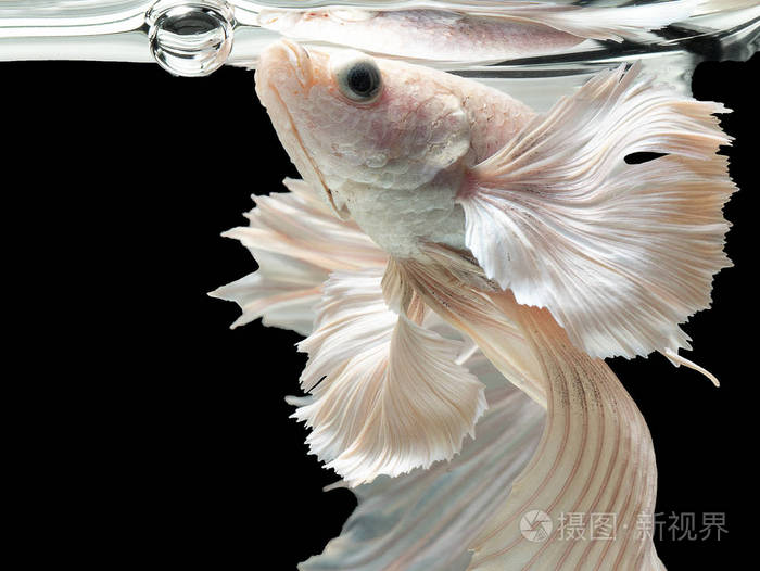 贝塔暹罗斗鱼贝塔很受欢迎的水族馆鱼白白金半月长尾巴白塔战斗动作脸