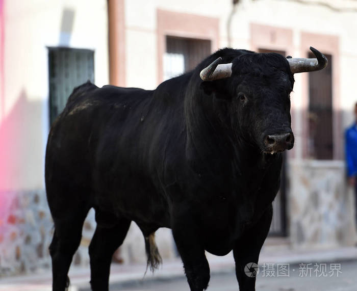 西班牙黑牛大角