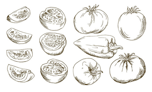 番茄手绘图片-番茄手绘素材-番茄手绘插画-摄图新视界