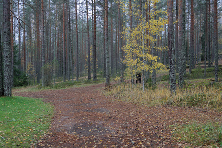 俄罗斯初秋美丽的卡丽莲森林景观