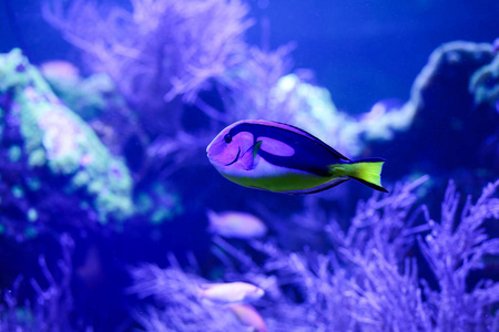 水中美丽的彩色鱼。 水下世界