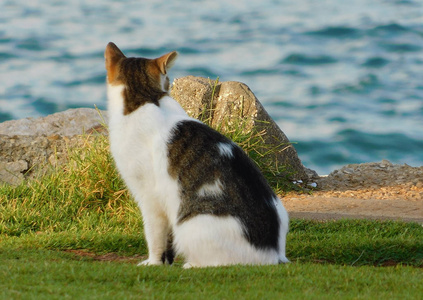 可爱的猫看着坐在地中海海岸线上。