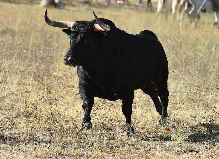 西班牙公牛有大角