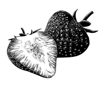 手工绘制的草莓的素描在白色背景查出的黑色.