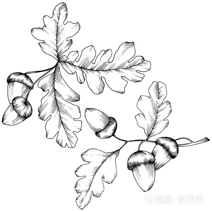 向量秋橡树叶.叶子植物植物园花卉叶子