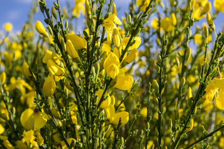 欧罗巴灌木，盛开着黄色的花朵，映衬着蓝天