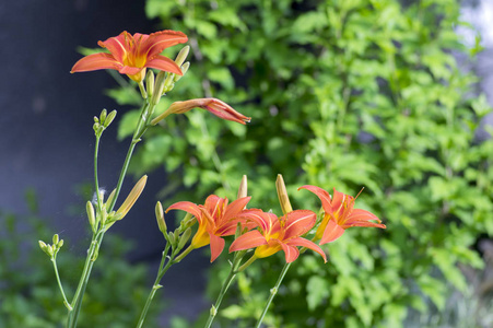 萱草观赏日花百合花盛开公园观赏开花植物橙花绿茎上有花蕾