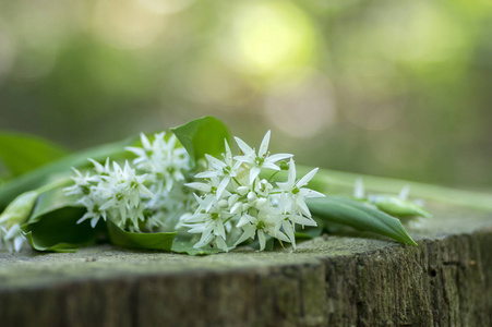 在角梁林木桩上的一束白色茴香草花和叶子,令人惊奇的春天,熊蒜草叶