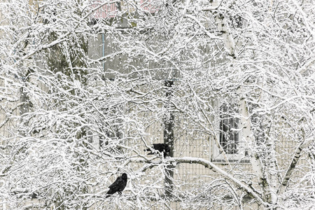 两只乌鸦坐在一棵雪树上，背景是一栋多层的房子。