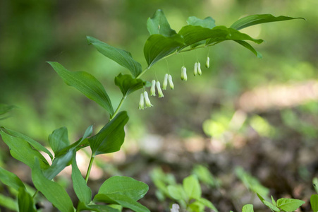 花状多角藻白林花盛开春季野生开花植物,茎上有绿叶照片