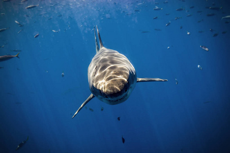 墨西哥的大白鲨图片