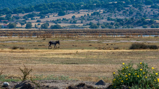驴子穿过田野，背景是群山