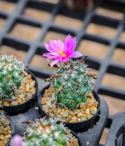 植物苗圃里美丽的仙人掌花