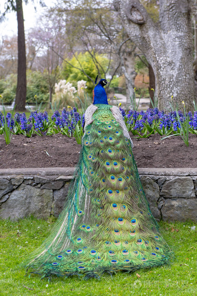 雄孔雀在加拿大公元前维多利亚的灯塔山公园炫耀他五颜六色的羽毛