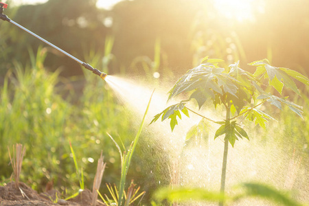 人们在花园里向年轻的木瓜树喷洒水或肥料. 早晨拍摄,阳光照射照片