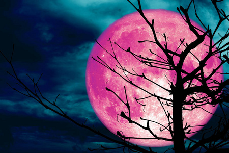 超粉色月亮背面轮廓树枝干树元素这张图片由美国宇航局提供