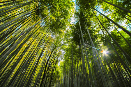 日本京都稻山竹林