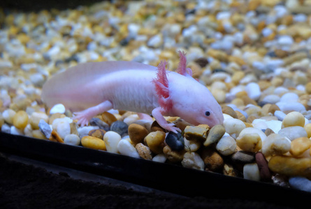 Axolotl也被称为墨西哥鱼或墨西哥步行鱼。