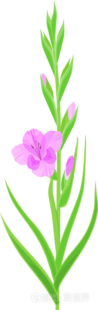 菖蒲花序,淡紫色花芽和白色背景上分离的绿叶插画-正版商用图片13oqad