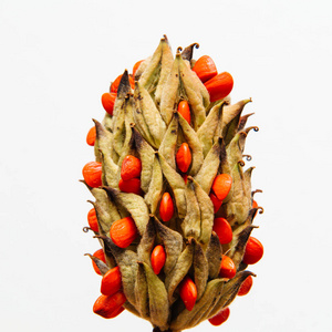 鲜肉色腥红木兰玉兰查出的果实照片