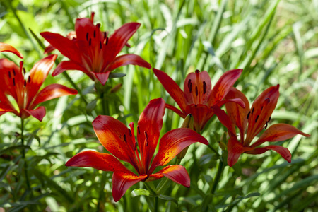 花园里的橙色百合花