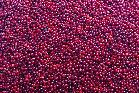 考伯里。 林果莓。 红色成熟浆果的背景。