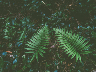 雨林里的蕨类植物