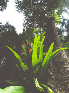 s nest fern plant and moss on bark tree