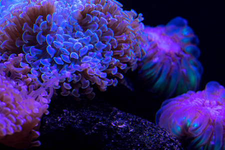 美丽明亮的水下珊瑚礁靠近
