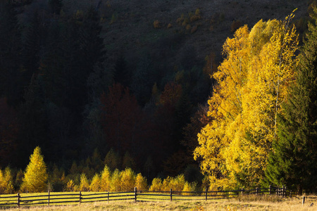 有背光的美丽的彩色树木。 乌克兰喀尔巴阡山脉的秋季景观。