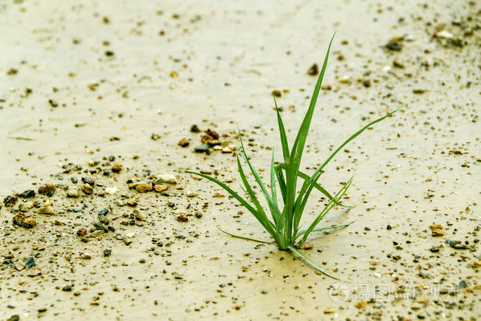 小草孤独地长大作为一种商业观念开始发展和成长