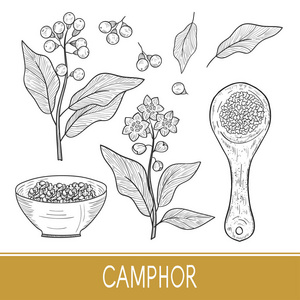 樟脑。植物。树叶, 果实, 花朵。碗勺素描。单色。设置