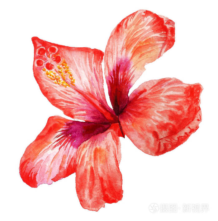 白色背景芙蓉红花水彩画照片 正版商用图片13p2lh 摄图新视界 白色背景芙蓉红花水彩画照片 正版商用图片13p2lh 摄图新视界
