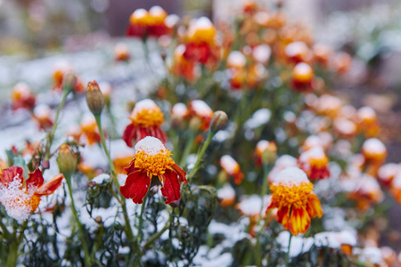 第一场雪落在橙色和黄色的花上。 花儿冻死了，因为第一次霜冻