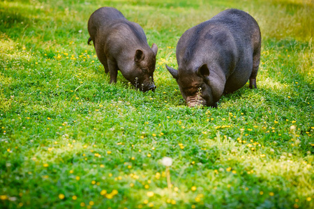 越南大肚猪用新鲜的青草在草坪上放牧