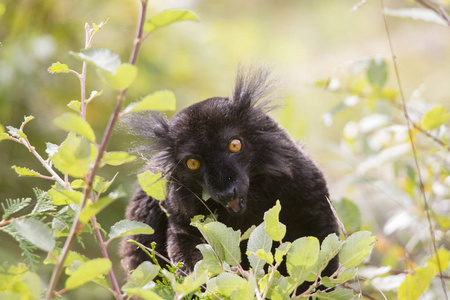 黑色的狐猴坐在树枝上，叶子是绿色的