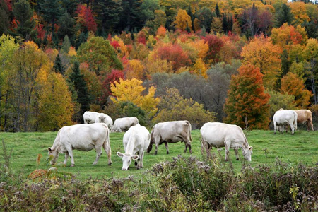 在山顶上放牧着白牛，背景是五颜六色的秋天树