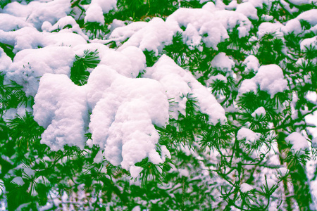 冰雪覆盖的冬季森林。