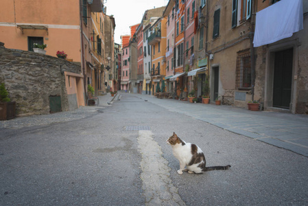 老街上有一只猫坐在中间，维尔纳扎，CinqueTerre，意大利。