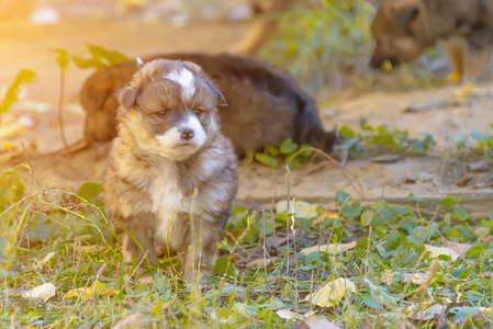 无家可归的小狗在草地上玩得开心