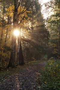 早晨在秋天的森林里走着，阳光穿透了树木。