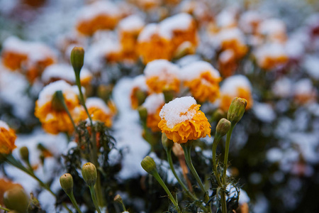 深秋的花覆盖了第一场雪。 花瓣从寒冷中冻结了。 冬天来了。