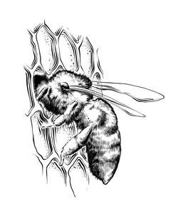 手绘蜜蜂在黑色蜂窝上的素描,在白色背景上分离.