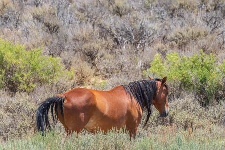 一匹美丽的野马在科罗拉多州西北部的洗沙池夏天