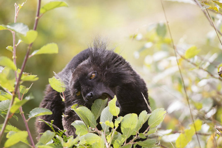 黑色的狐猴坐在树枝上，叶子是绿色的