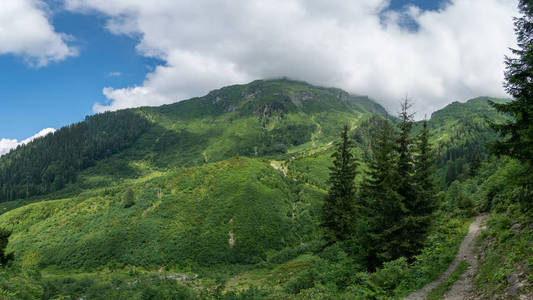 土耳其萨夫萨特阿特文农村地区树木和森林的绿色自然景观