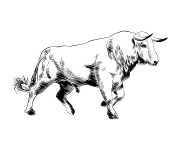 水牛城休息图片