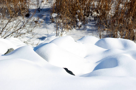 在普罗维登斯湾的海岸沼泽旁的雪岸