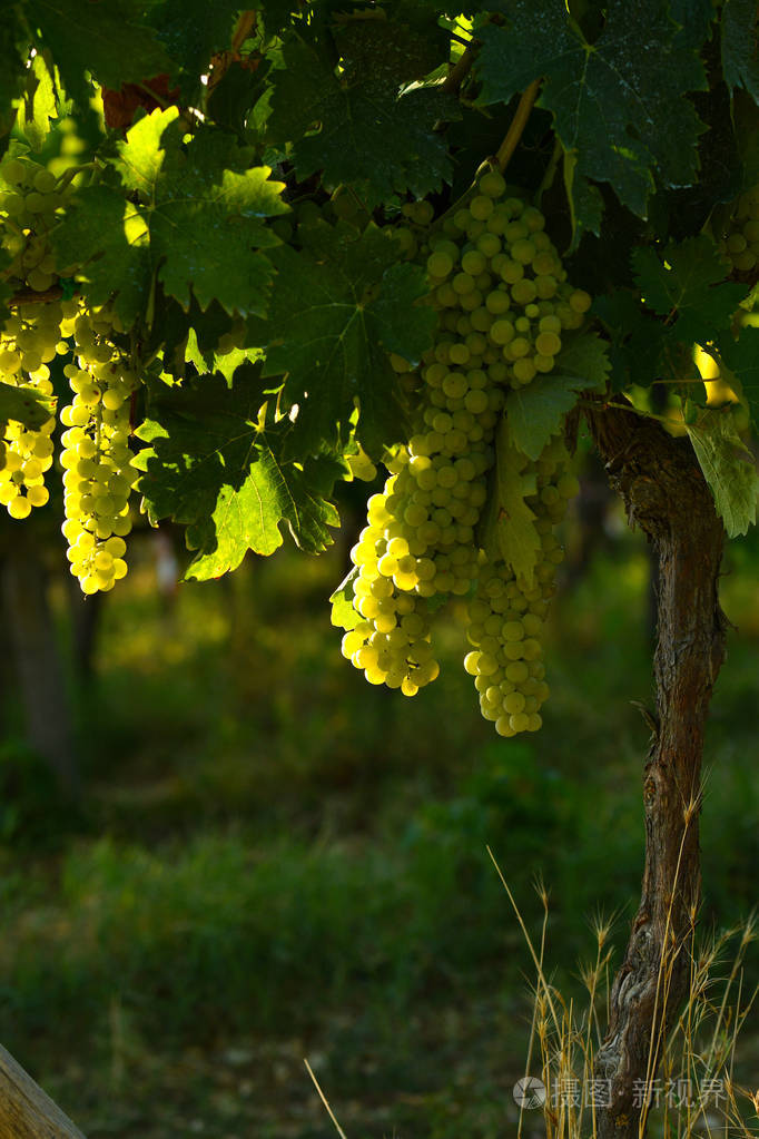 钱安蒂地区葡萄园上的白葡萄意大利托斯卡纳