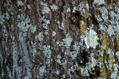 树的皮肤。 来自森林和城市公园的独特自然。